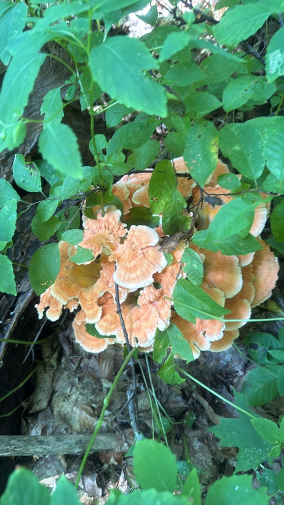 White-pored Chicken of the Woods · July 2026 · photo: Photo: (c) Jude Kesl, some rights reserved (CC BY) · iNaturalist