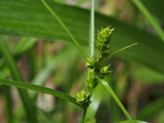 Carex gibba