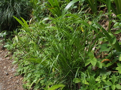 Carex gibba