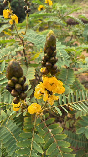 Peanut-Butter Cassia