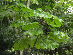 Cecropia membranacea