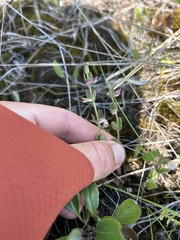(c) Justin Donahue, some rights reserved (CC BY) Scutellaria parvula, photograph (c) Justin Donahue, some rights reserved (CC BY)