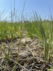 (c) Justin Donahue, some rights reserved (CC BY) Scutellaria parvula, photograph (c) Justin Donahue, some rights reserved (CC BY)