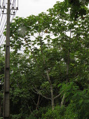 Cecropia membranacea