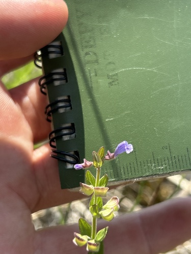 Scutellaria parvula, photograph 3