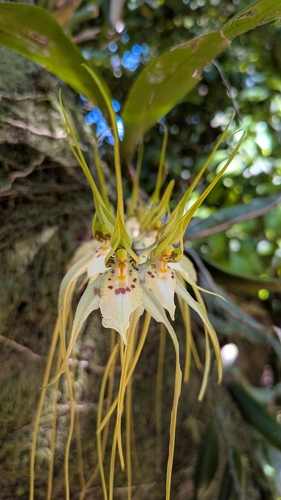 Brassia caudata