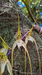 Brassia caudata, photograph (c) Thibaud Aronson, some rights reserved (CC BY-SA)