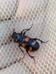 Nicrophorus carolina