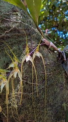 Brassia caudata, photograph (c) Thibaud Aronson, some rights reserved (CC BY-SA)
