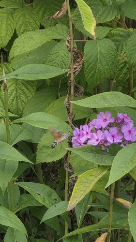 Eurasian Hummingbird Hawkmoth
