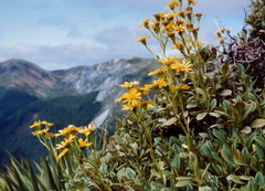 Brachyglottis adamsii