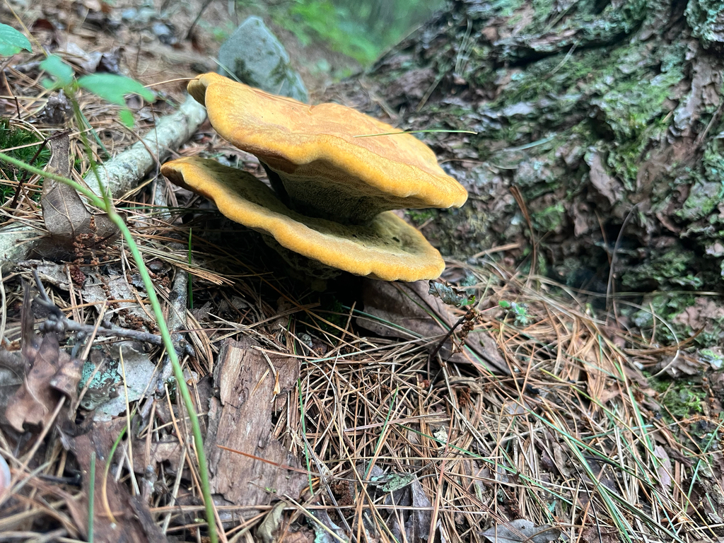 Phaeolus hispidoides · July 2026 · photo: Photo: (c) Joshua Huber, some rights reserved (CC BY-SA) · iNaturalist