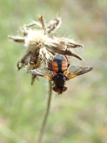 Ectophasia crassipennis