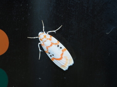 Cyana formosana