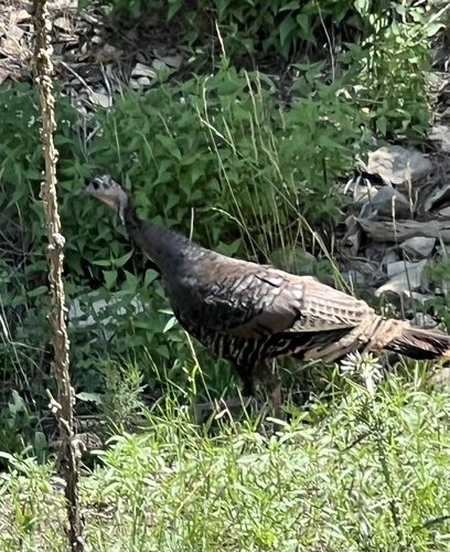 Wild Turkey
