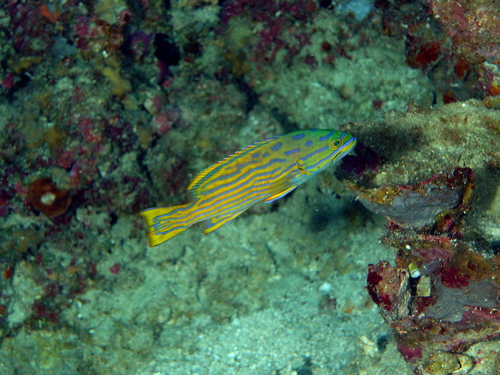 Cephalopholis polleni observed 2026-07-14