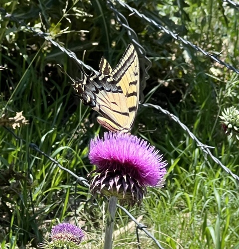 Two-tailed Swallowtail