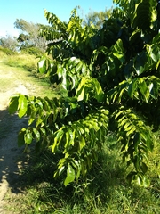 Dysoxylum mollissimum