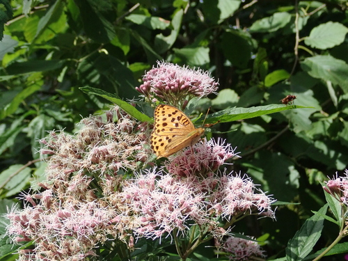 Pallas's Fritillary