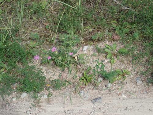 Old World Swallowtail