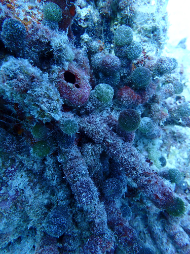 Tydemania expeditionis observed 2026-04-15
