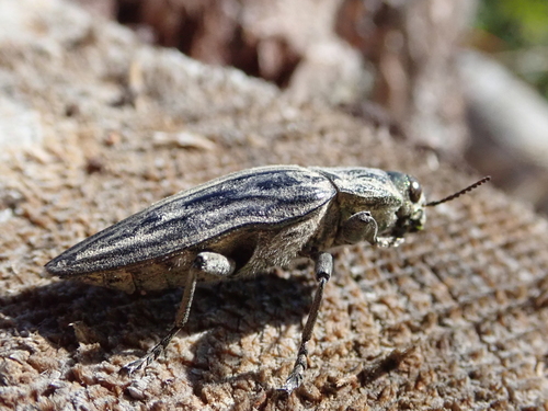Pine-borer