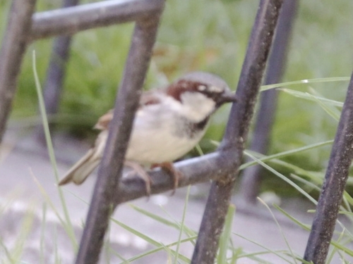House Sparrow