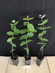 Eucalyptus litoralis