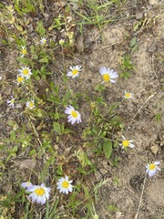 Astranthium ciliatum