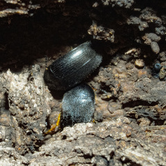 Tetratomidae