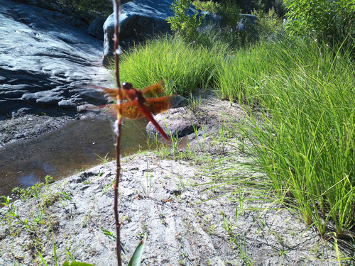 iNaturalist observation photo of Flame Skimmer