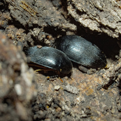 Tetratomidae