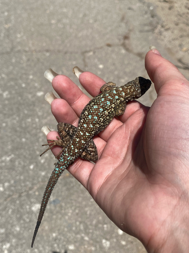 iNaturalist observation photo of Western Fence Lizard