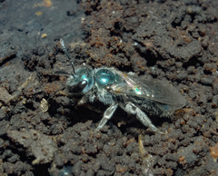 Lasioglossum coeruleum