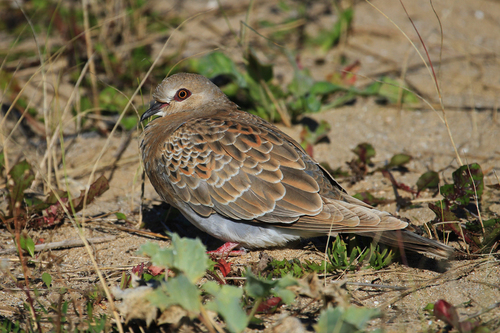 Tórtola europea (Streptopelia turtur)