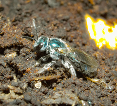 Lasioglossum coeruleum