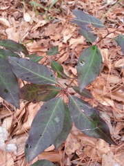 Ditrysinia fruticosa
