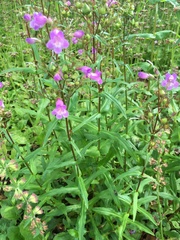 Penstemon tenuis