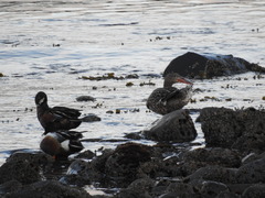 Spatula clypeata × cyanoptera