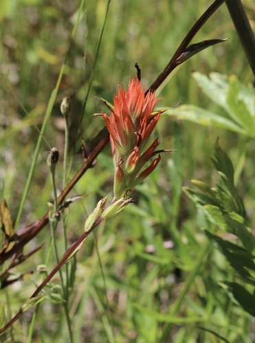iNaturalist observation photo of giant red paintbrush