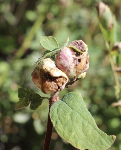 iNaturalist observation photo of Snowberry Sawfly