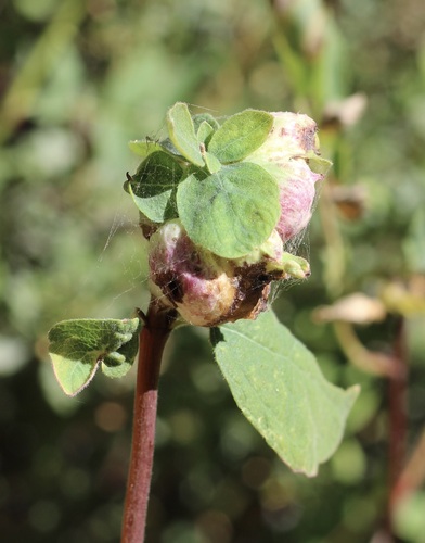 iNaturalist observation photo of snowberries
