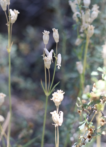 iNaturalist observation photo of Douglas' Catchfly