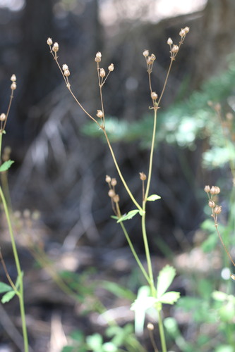 iNaturalist observation photo of Drymocallis