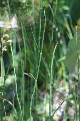 iNaturalist observation photo of smooth horsetail