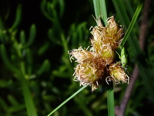 Bolboschoenus maritimus observed 2026-07-29