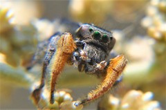 Phidippus cruentus