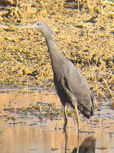 iNaturalist image