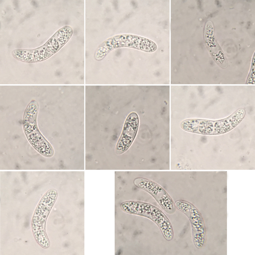 Ruzenia spermoides