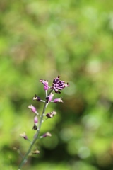 Streptanthus campestris